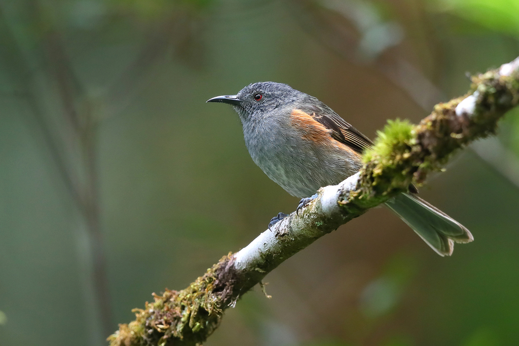 Rufous-sided Honeyeater photo