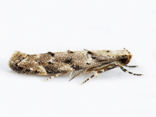 Coleotechnites macleodi