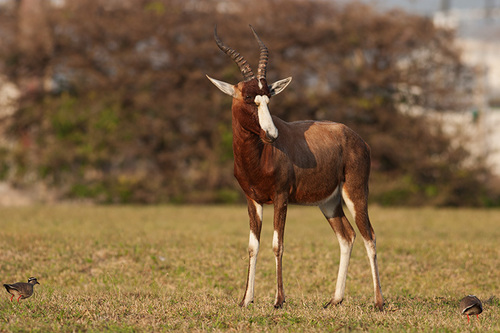 Damaliscus pygargus phillipsi