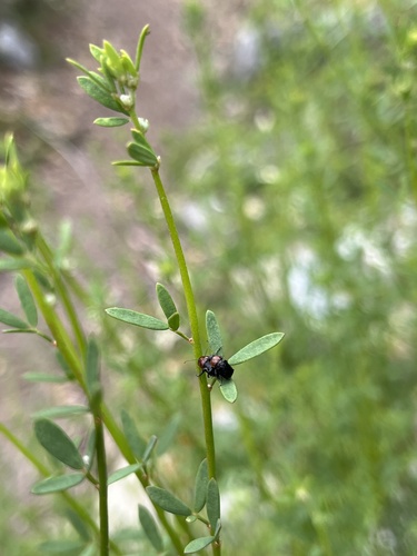 iNaturalist observation photo of Case-bearing Leaf Beetles