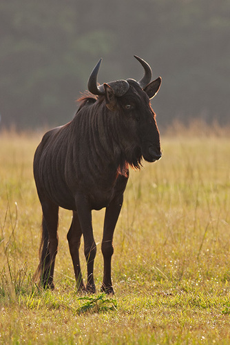Connochaetes taurinus