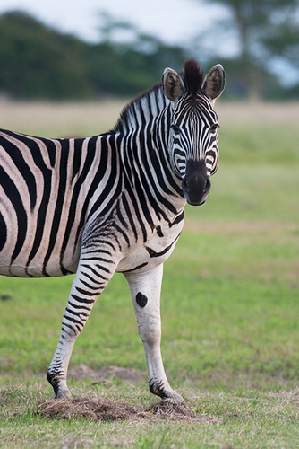 Equus quagga burchellii