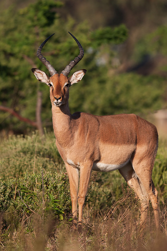 Aepyceros melampus melampus