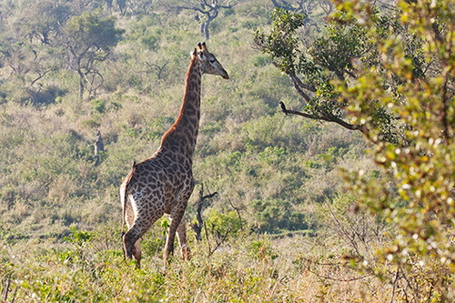 Giraffa giraffa giraffa