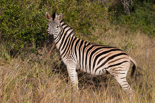 Equus quagga