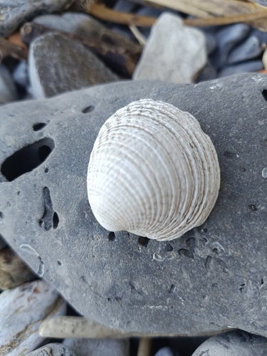 Venus verrucosa