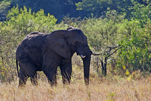 Loxodonta africana