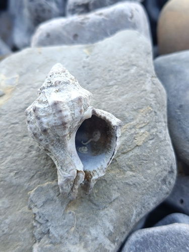 Hexaplex trunculus