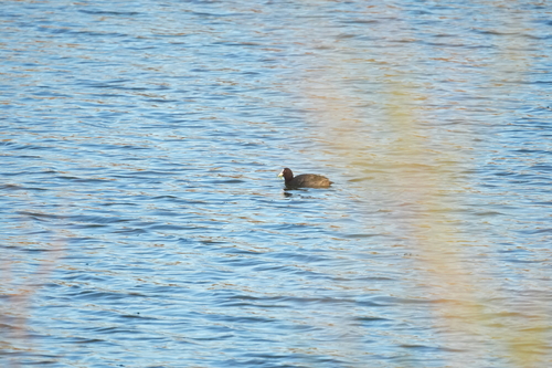 Avistamiento Fulica atra