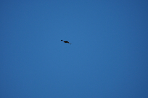 Avistamiento "Golondrina Tijereta, Golondrina de Horquilla"