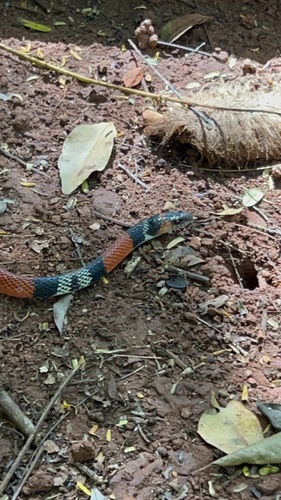 Guibe's Flame Snake