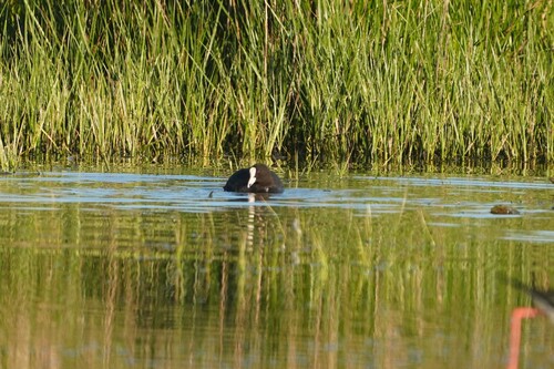 Avistamiento Fulica atra