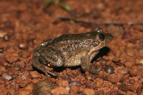 Ceara White-lipped Frog
