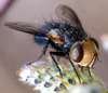 Cutworm Flies - Photo (c) Angella Moorehouse, all rights reserved, uploaded by Angella Moorehouse