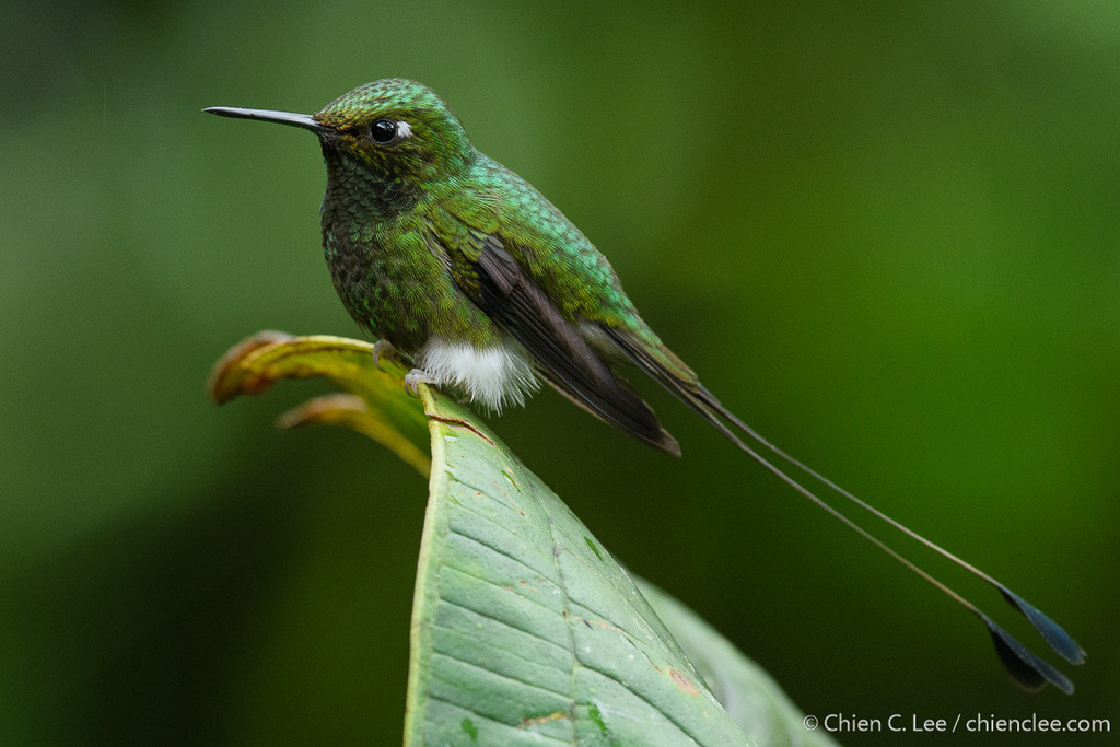 Colibr&iacute; cola de raqueta (Ocreatus underwoodii), Foto: Chien Lee