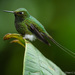 White-booted Racket-Tail - Photo (c) Chien Lee, all rights reserved, uploaded by Chien Lee