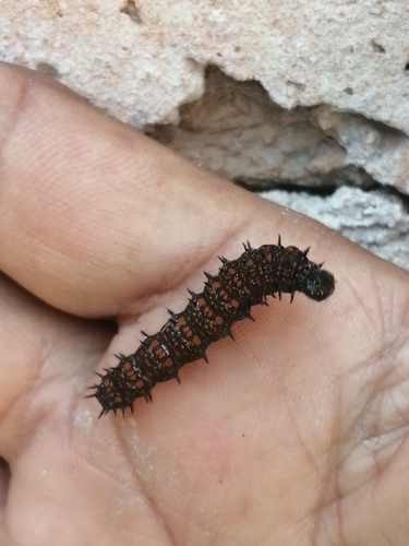 Juno Silverspot
