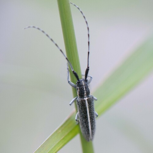 Agapanthia suturalis
