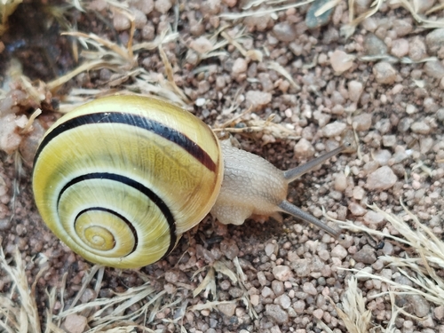 Cepaea nemoralis