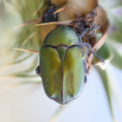Copper Chafer