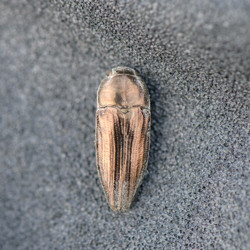 Sphenoptera rauca