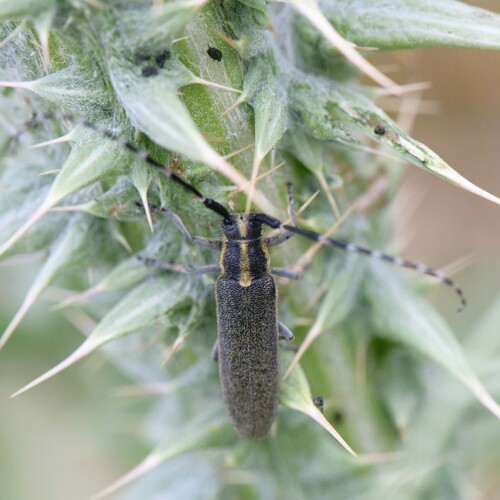 Agapanthia boeberi