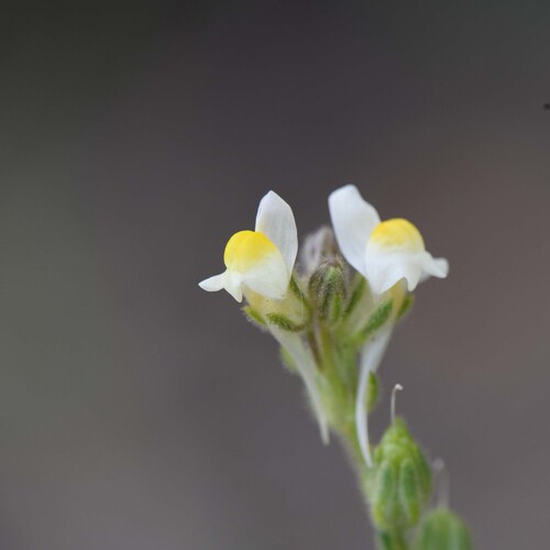 Linaria tenuis