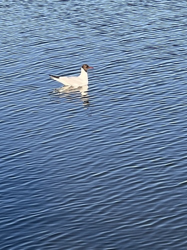 Black-headed Gull