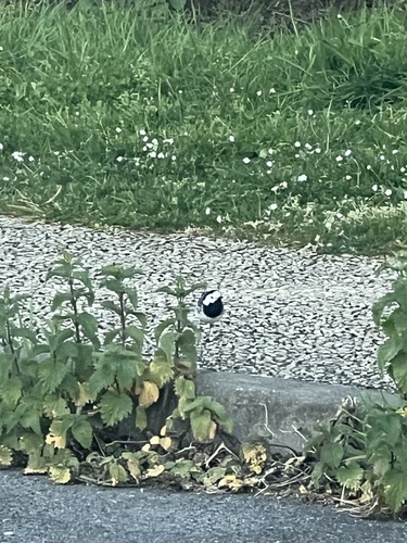 White Wagtail