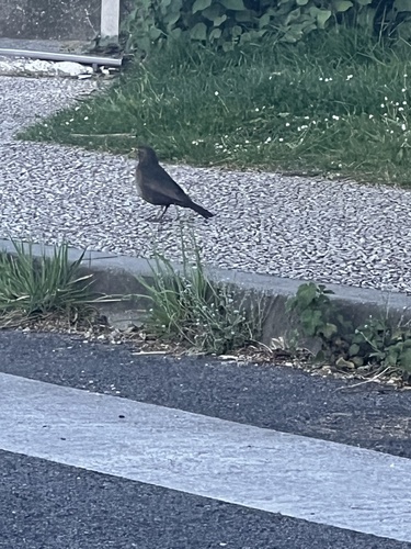 Eurasian Blackbird