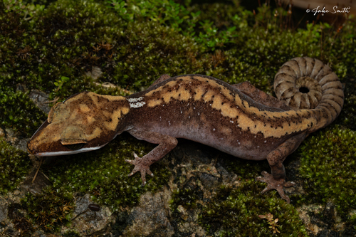 Cat Gecko