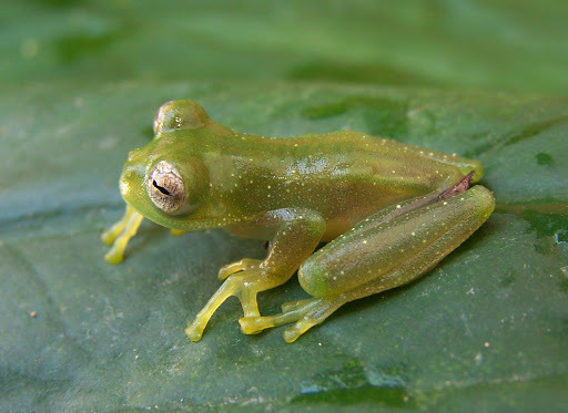 Cordillera Giant Glass Frog (Centrolene notosticta)