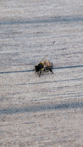 Western Honey Bee