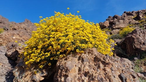 Coronilla ramosissima
