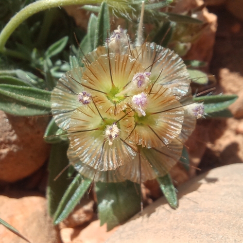 starflower pincushions
