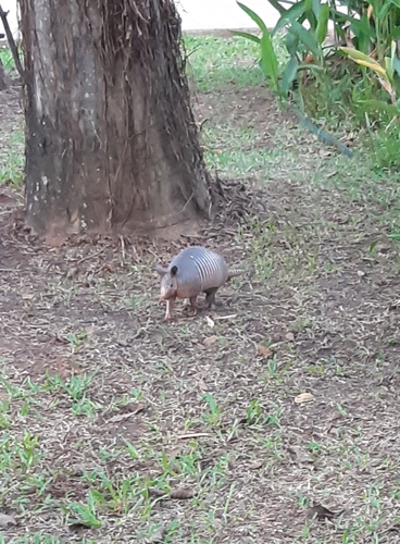 Tatu-galinha observed by livia_castro