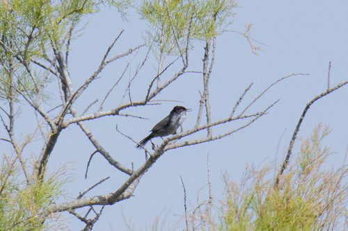 Avistamiento Curruca cabecinegra