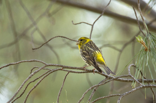 Avistamiento Serinus serinus