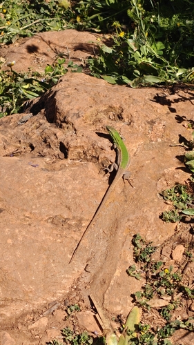 Sicilian Wall Lizard