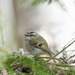 Golden-crowned Kinglet - Photo (c) Dan LaVorgna, all rights reserved, uploaded by Dan LaVorgna