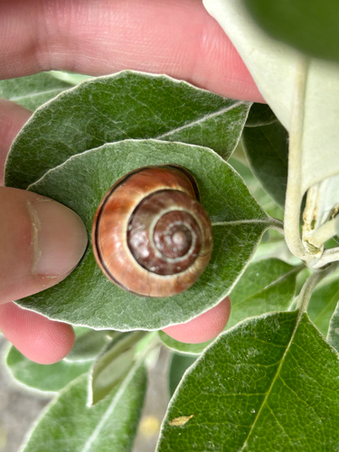 Cepaea nemoralis
