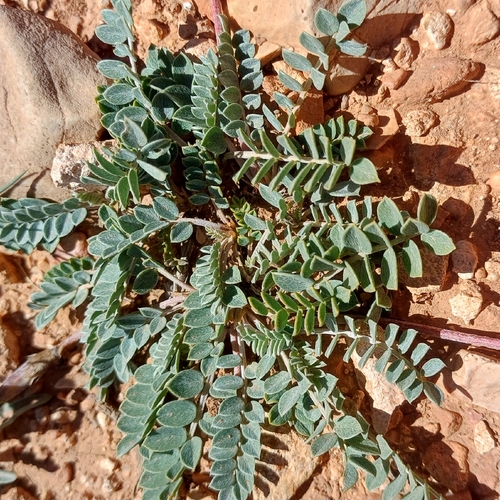 Astragalus incanus