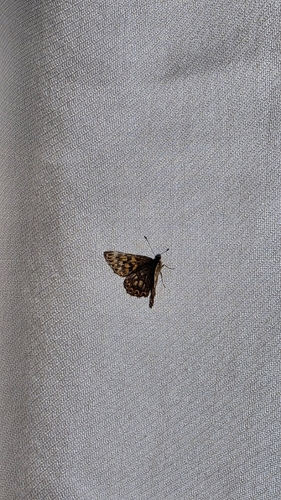 Duke of Burgundy