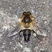 Helophilus eristaloidea - Photo (c) Wonwoong Kim，保留所有權利