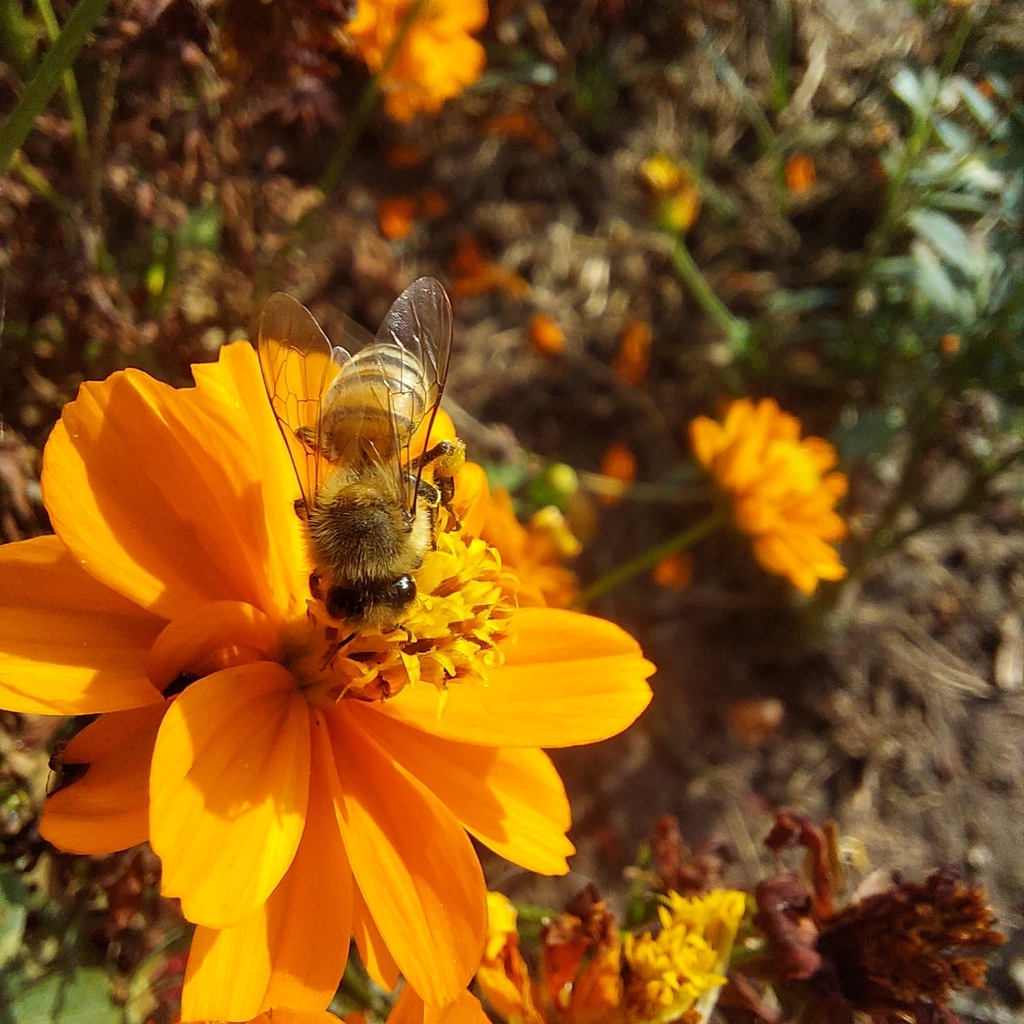 Western Honey Bee from WWQJ+FG7, Lima 15088, Perú on May 2, 2026 at 03: ...