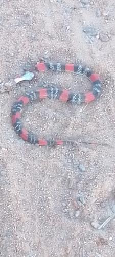 Brazilian False Coral Snake