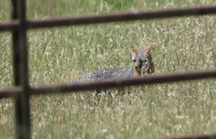 Gray Fox