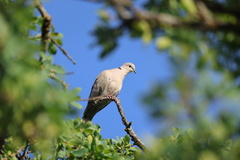Eurasian Collared-Dove