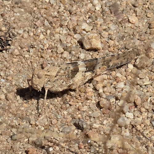 Strenuous Grasshopper