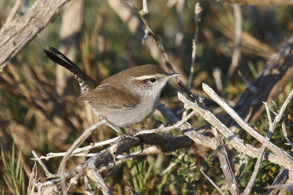 Bewick's Wren (Birds of San Mateo County) · iNaturalist